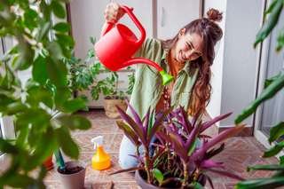 Paillage et arrosage au jardin