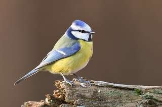 Oiseau en danger à cause des vitres