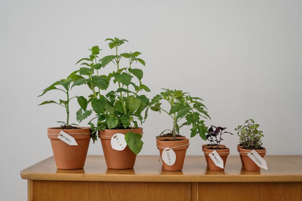 Ciboulette, persil et menthe frais cultivés en jardinières devant une fenêtre