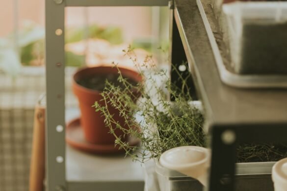 Cultiver ses herbes aromatiques chez soi, même sans jardin