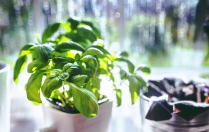 Comment faire pousser du basilic à la maison toute l'année