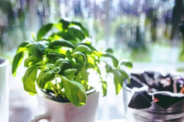 Comment faire pousser du basilic à la maison toute l'année