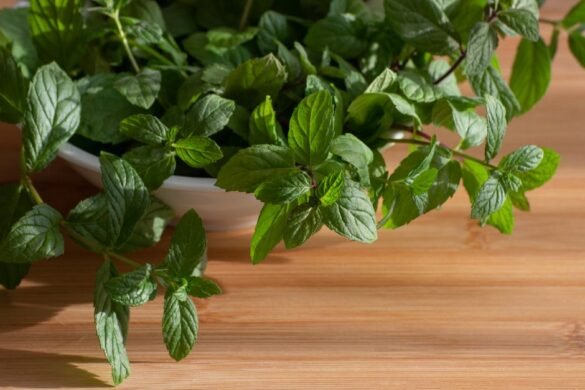 Comment conserver la menthe fraîche longtemps