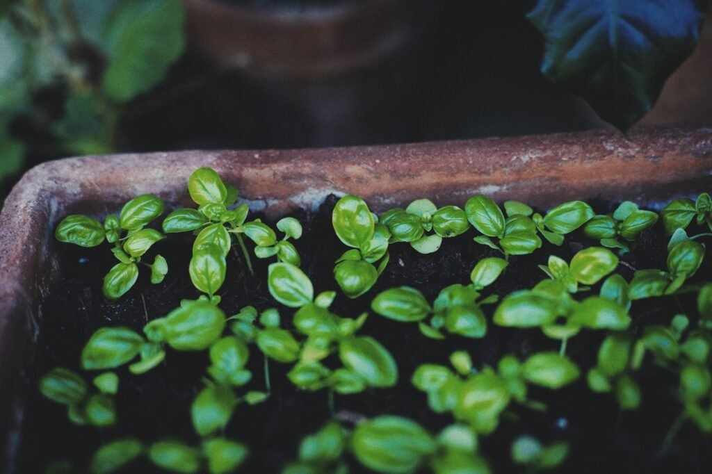 Plant de basilic en pot de terre cuite sur un balcon ensoleillé