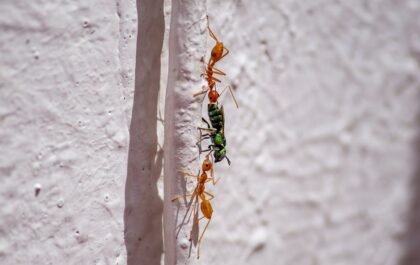 Anti-fourmis maison : les astuces naturelles qui marchent