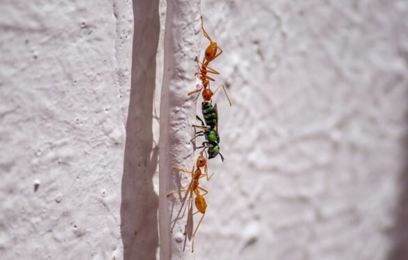 Anti-fourmis maison : les astuces naturelles qui marchent