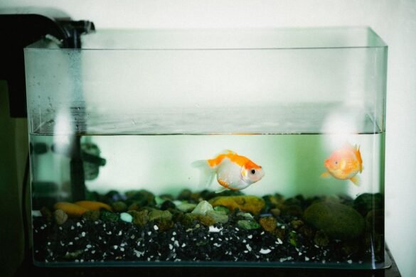 Comment nettoyer un aquarium avec les poissons dedans