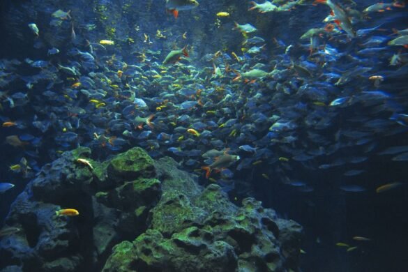 Pourriture des nageoires : soigner vos poissons d'aquarium