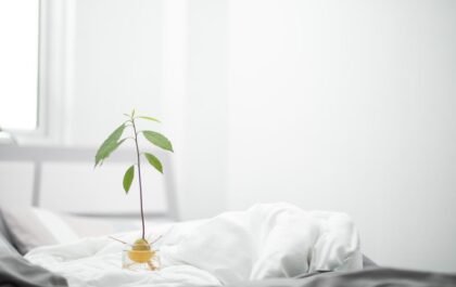 Faire pousser un noyau d'avocat a la maison facilement