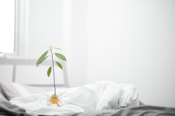 Faire pousser un noyau d'avocat a la maison facilement