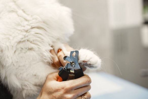 Couper les griffes de son chat sans le stresser : le guide