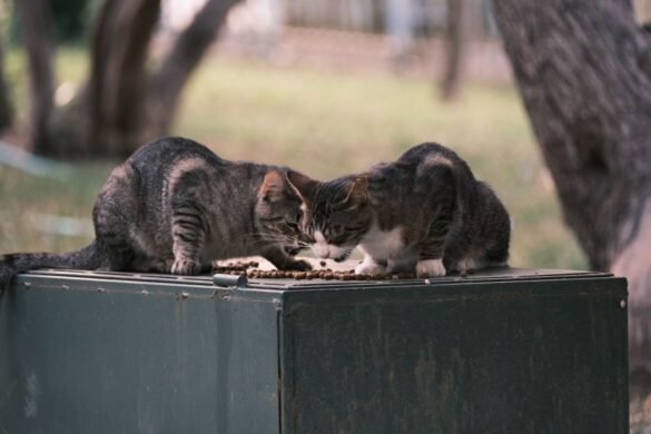 Comment choisir la patee pour chat ideale pour sa sante