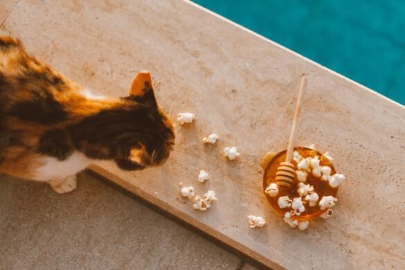 Cuisiner pour son chat : recettes maison saines et equilibrees