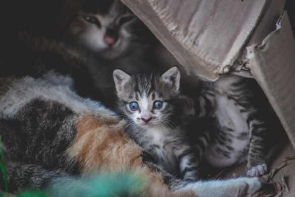 Enlever une odeur de pipi de chat : les solutions efficaces