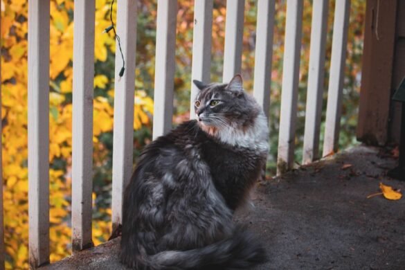 Securiser son balcon pour un chat : filets et solutions
