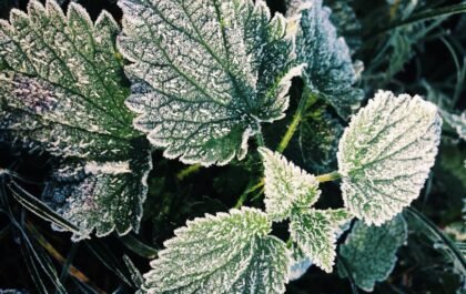 Proteger les plantes du froid : le guide de l'hivernage