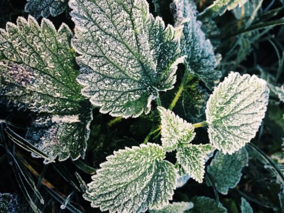 Proteger les plantes du froid : le guide de l'hivernage