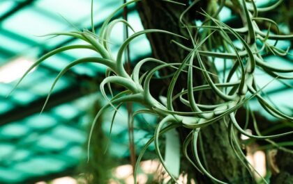 Comment purifier l'air de sa maison naturellement : 8 gestes efficaces