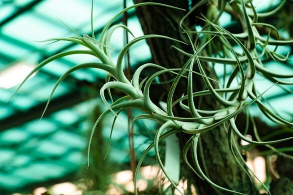 Comment purifier l'air de sa maison naturellement : 8 gestes efficaces