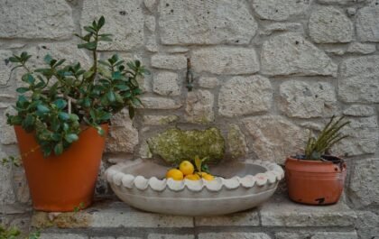 Comment entretenir un citronnier en pot pour de beaux fruits