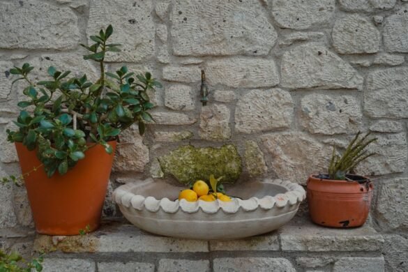 Comment entretenir un citronnier en pot pour de beaux fruits