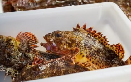 Comment cuisiner la lotte : recettes et astuces faciles