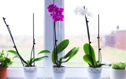 Comment entretenir une orchidee pour la faire refleurir