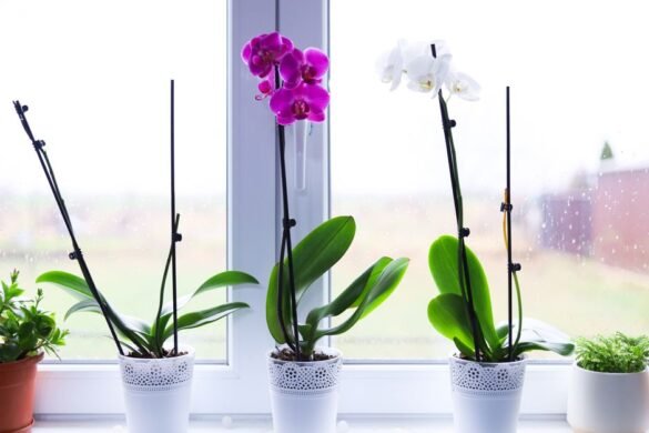 Comment entretenir une orchidee pour la faire refleurir