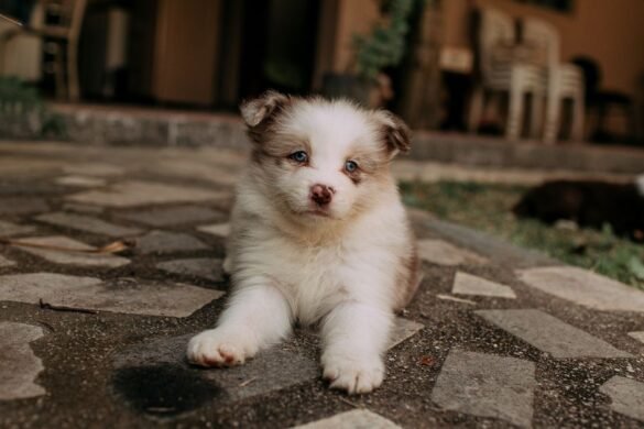 Comment éduquer un chiot à la propreté : la méthode pas à pas