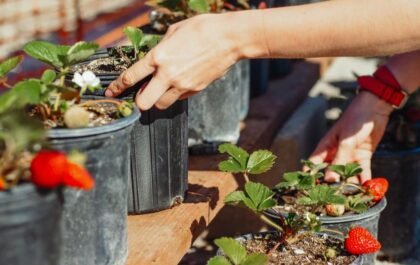 Protéger les fraises des limaces : les solutions efficaces