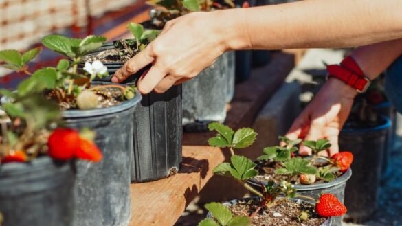Protéger les fraises des limaces : les solutions efficaces