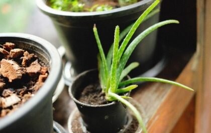 Comment entretenir un aloe vera en pot pour qu'il prospère