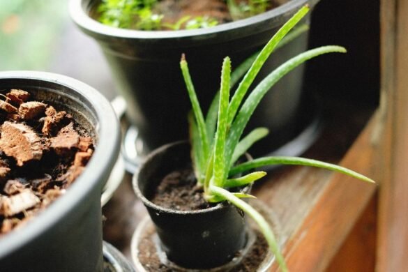Comment entretenir un aloe vera en pot pour qu'il prospère