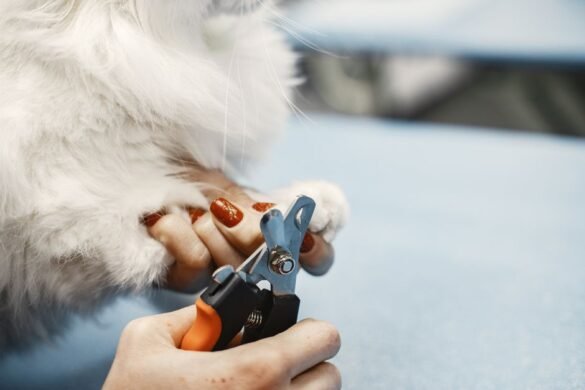 Comment couper les griffes d'un chien sans le blesser
