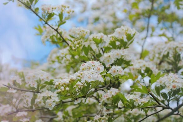 Soulager une allergie au pollen : solutions et bons gestes