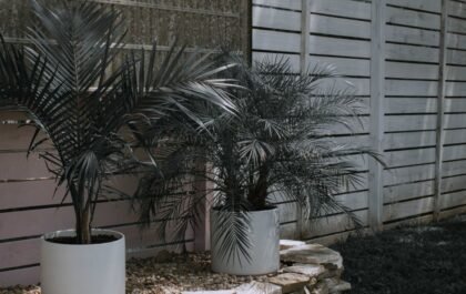 Comment entretenir un palmier en pot : arrosage et soins