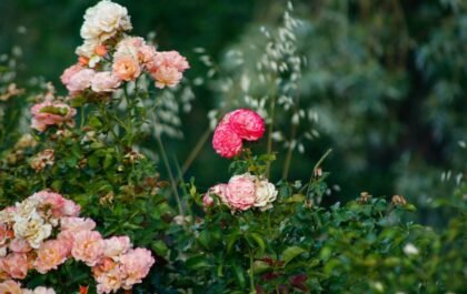 Comment entretenir un rosier pour une floraison abondante