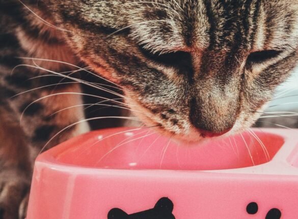 Quantité de pâtée pour chat par jour : combien lui donner ?