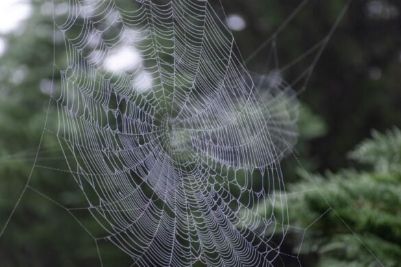 Anti-araignée maison : les astuces naturelles qui marchent vraiment